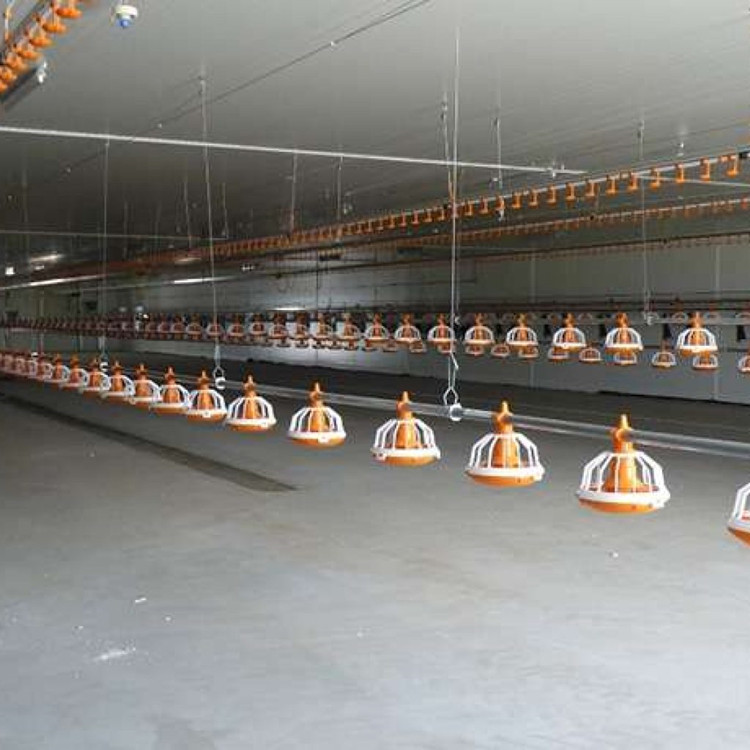 Automatic Breeding Solutions For Prefabricatd Poultry Broiler Chicken Farm