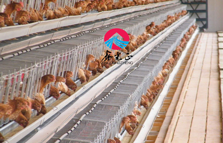 Standard Galvanized Cage Feeding Layer Chicken Farm