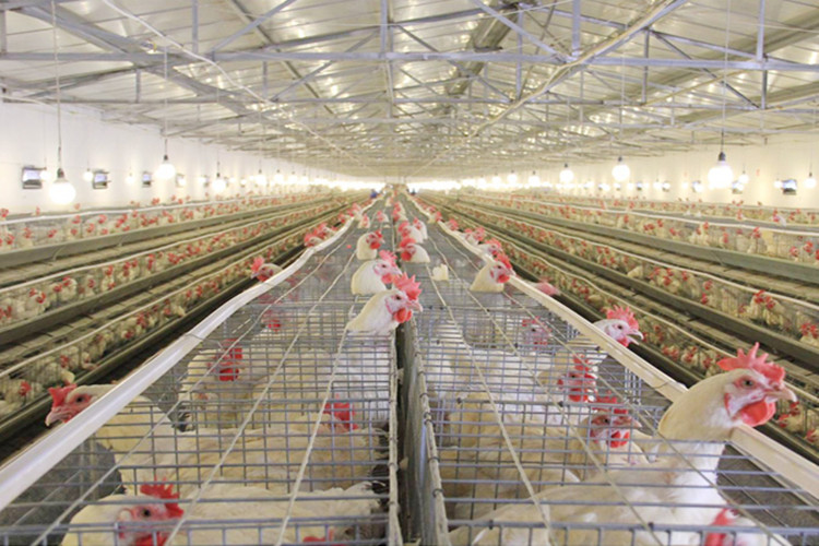 Breeder Chicken House With Poultry Equipment Buy chicken house