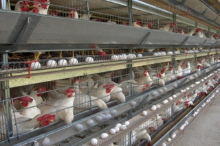 Poultry Farm For Layer Chicken With H Frame Battery Cage