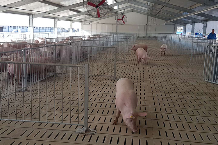 Electronic Sowing Feeding Pig Shed