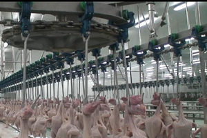Chicken Poultry Slaughterhouse Processing Plant