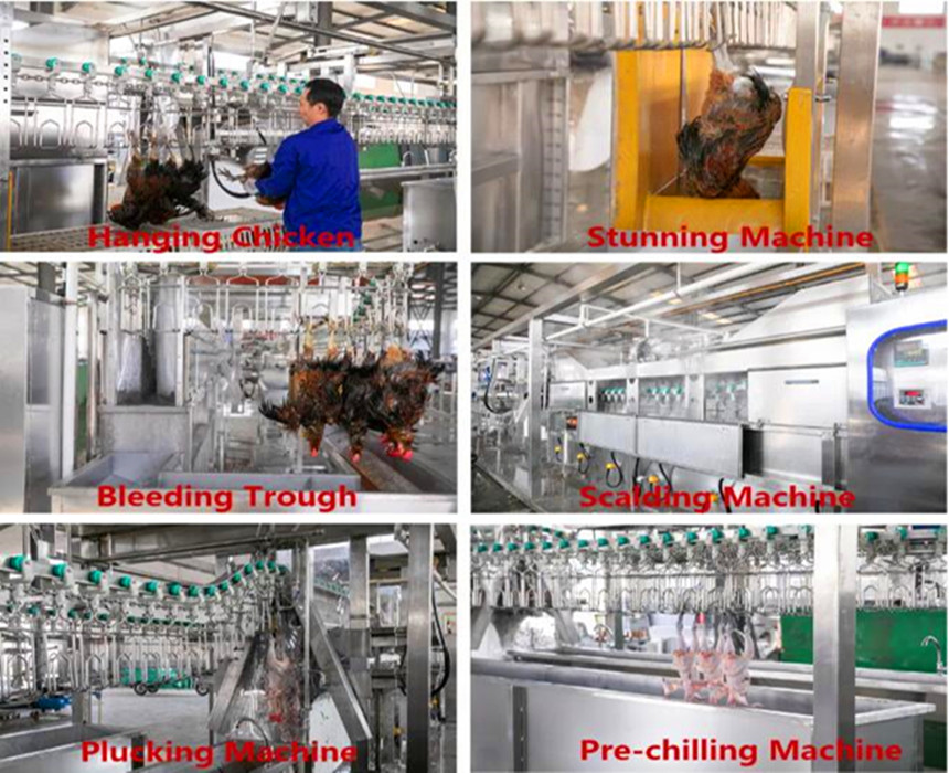 Chicken Slaughterhouse Understanding the Process and Implications