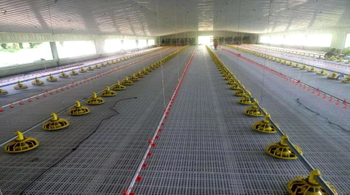 Poultry Farm and Equipment in the Philippines