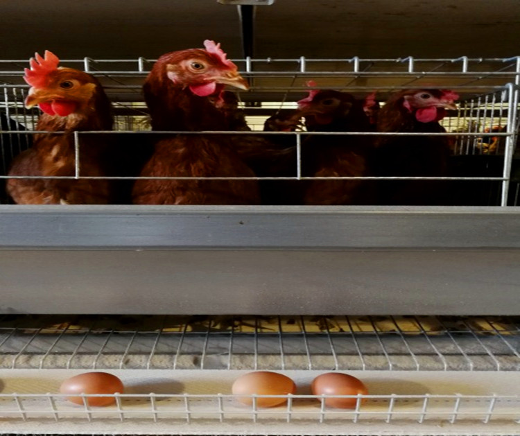 Prefabricated Breeding Factory For Egg Production With Poultry Chicken