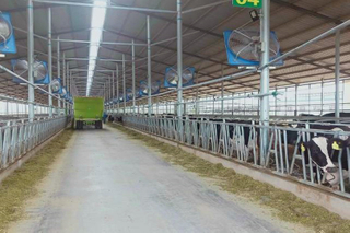 Low Cost Galvanized Steel Structure Building For Cow Shed