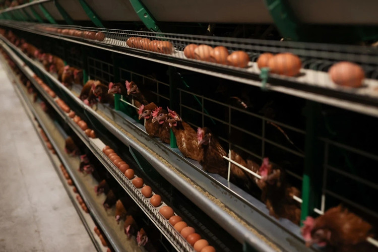 Indoor Layer Birds Breeding Factory For Egg Production Buy Layer