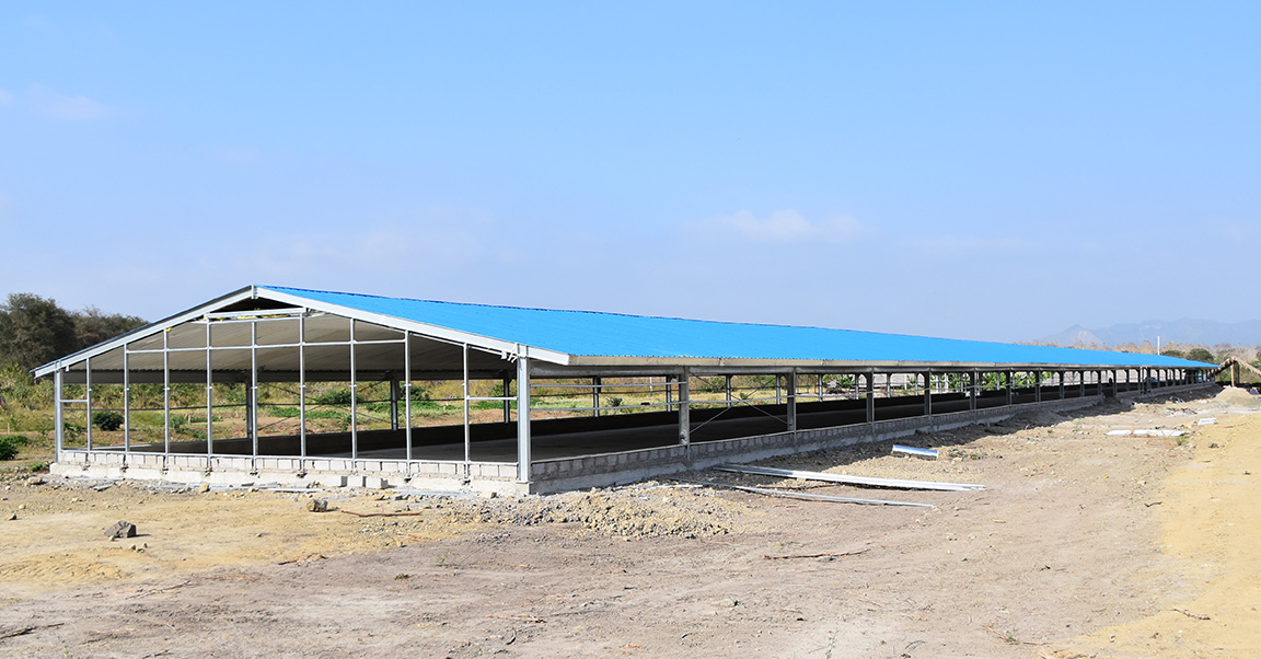 broiler-chicken-house-qingdao-xinguangzheng-steel-structure-co-ltd