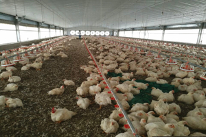 5000 Birds Broiler Chicken Poultry Farm