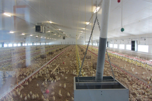 Poultry Broiler Agriculture Steel Buildings for Chicken House