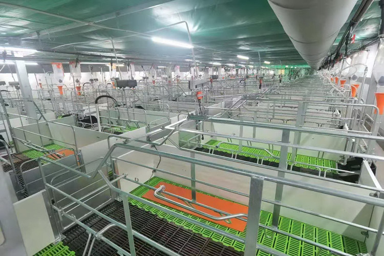 Turnkey Steel Structure Solution For Pig Raising Farm