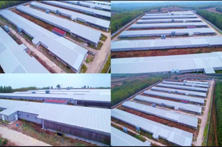 Prefabricated Chicken Poultry Farm With 4 Tier Layer Chicken Cage